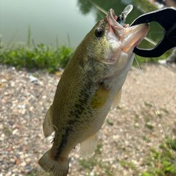 ラージマウスバス