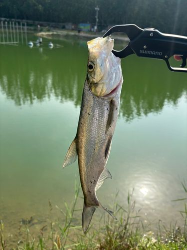 釣果