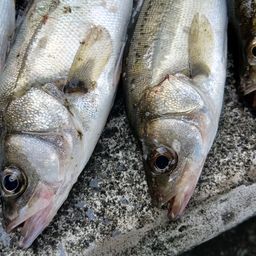 フッコ（タイリクスズキ）