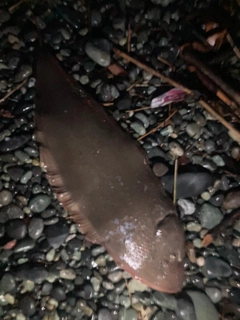 クロウシノシタの釣果