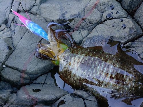 アオリイカの釣果