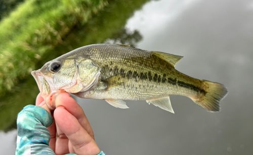 ラージマウスバスの釣果