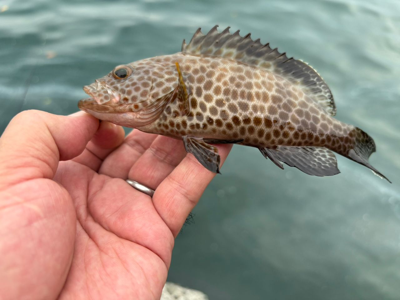 オオモンハタ