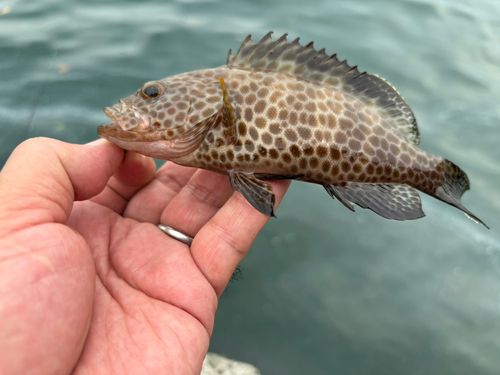 オオモンハタの釣果