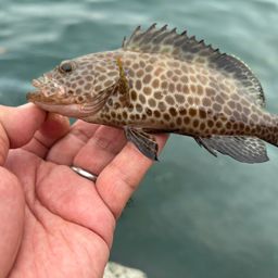 オオモンハタ