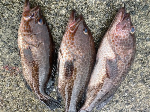 オオモンハタの釣果