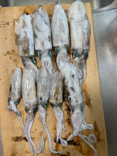 舞鶴湾