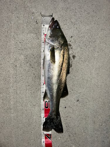 スズキの釣果