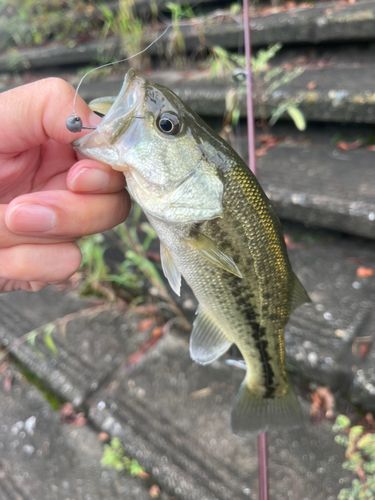 ラージマウスバスの釣果