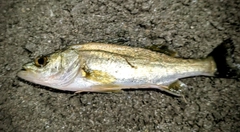 セイゴ（ヒラスズキ）の釣果