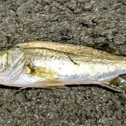 セイゴ（ヒラスズキ）