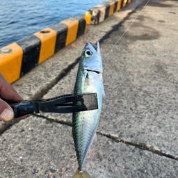 サバ