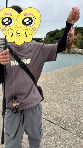 キジハタの釣果