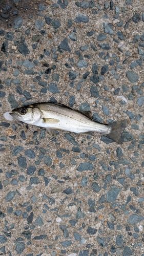 セイゴ（マルスズキ）の釣果