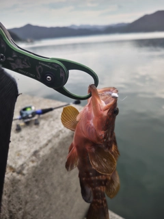 キジハタの釣果
