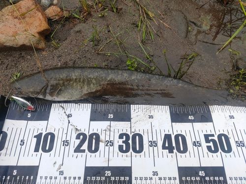 ナマズの釣果