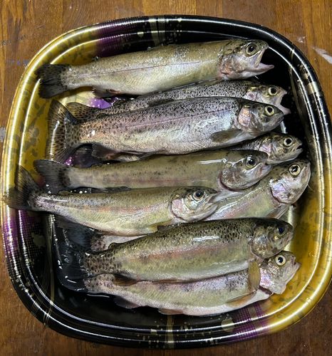 ニジマスの釣果