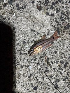 イシモチの釣果