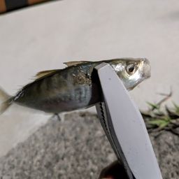 アジ