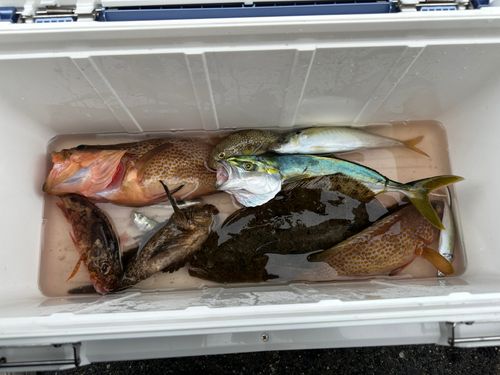 ヒラメの釣果