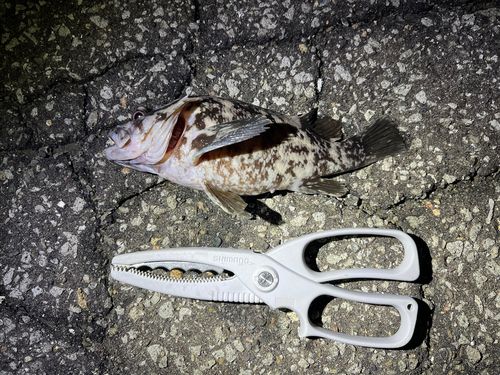 ハチガラの釣果