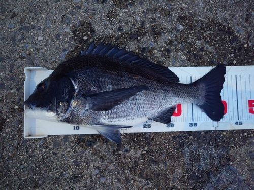 衣浦湾