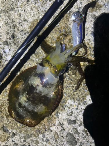 アオリイカの釣果