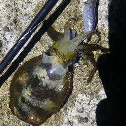 アオリイカ