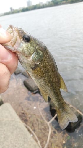 ラージマウスバスの釣果