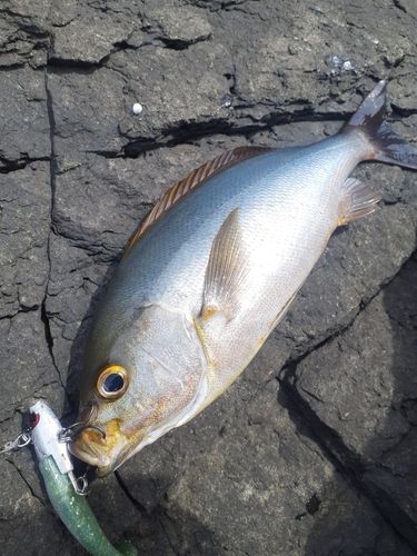 イサキの釣果