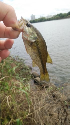 ラージマウスバスの釣果