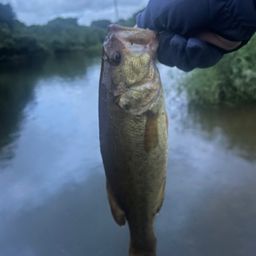 ラージマウスバス