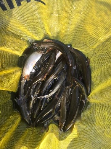 アユの釣果