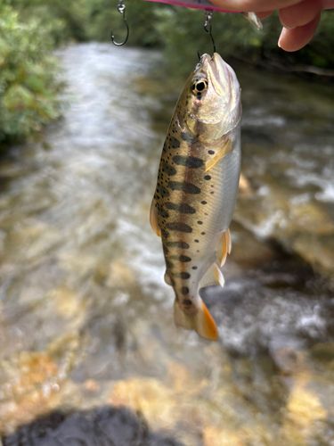 ヤマメの釣果