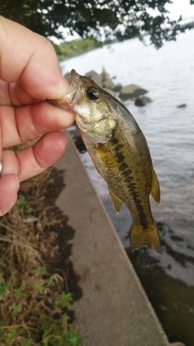 ラージマウスバスの釣果