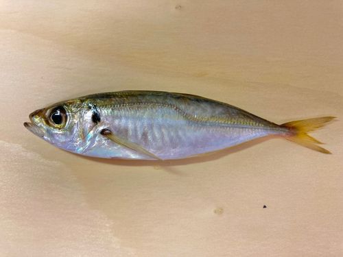 マアジの釣果