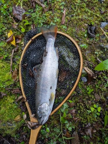 アマゴの釣果
