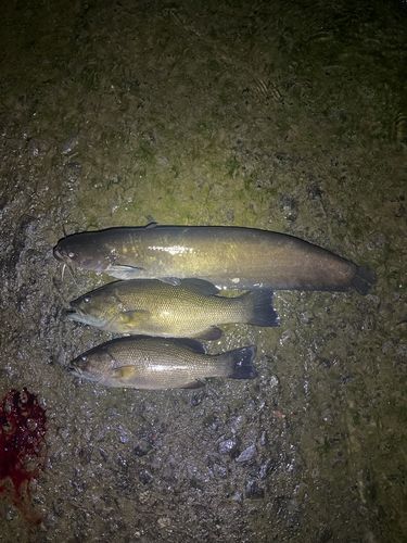 スモールマウスバスの釣果