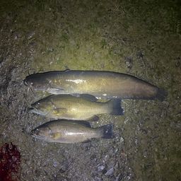 スモールマウスバス