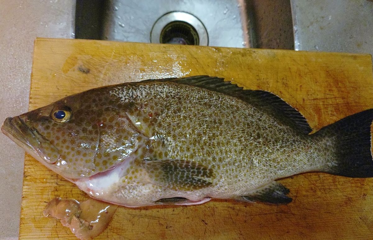 Devilrayさんの釣果 3枚目の画像