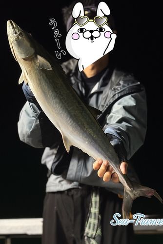 サワラの釣果