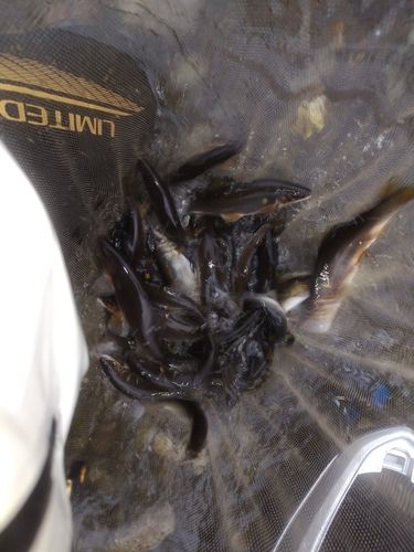アユの釣果