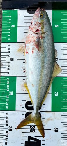 ワカシの釣果