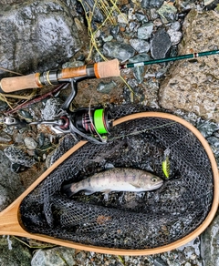 ヤマメの釣果