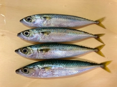 サバの釣果