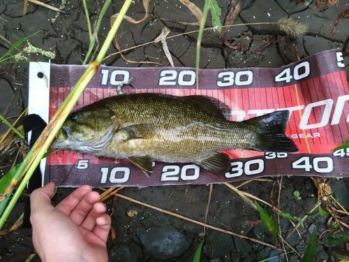 スモールマウスバスの釣果