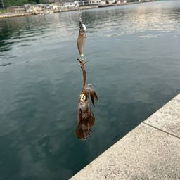 アオリイカ