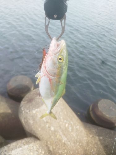 ツバイソの釣果