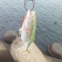 ツバイソ