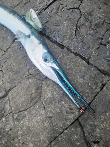 ダツの釣果